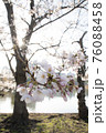 晴れた日の桜 76088458