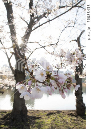 晴れた日の桜 76088458