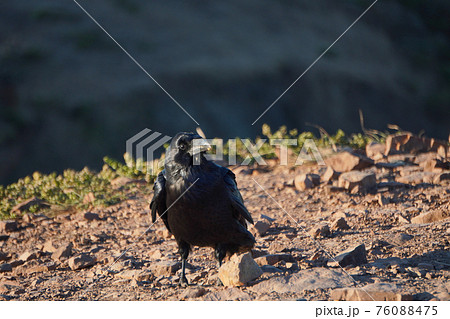 Crow standing by a small rock 76088475