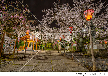 沼津市の桜　日枝神社　ライトアップ 76088494