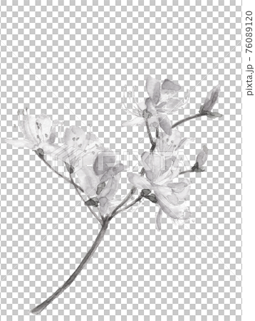 Ink painting style watercolor: Azalea flowers, branches, monotone, spring, April, material, white background, copy space available Ink painting style watercolor: Azalea flowers, branches, monotone, spring, April, material, white background, copy space available 76089120