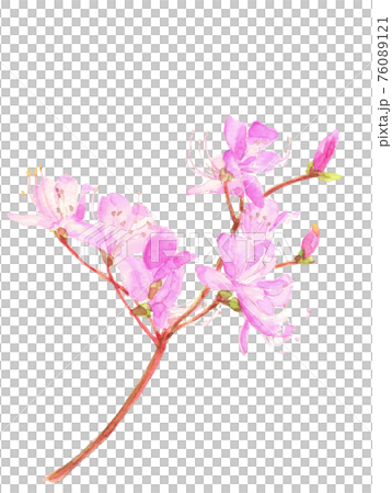 水彩： ツツジ 　コバノミツバツツジ 花 枝 春 4月 素材 白バック コピースペースあり  76089121