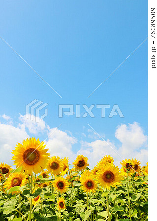 北海道 夏の青空とひまわり畑 北海道 夏の青空とひまわり畑 76089509
