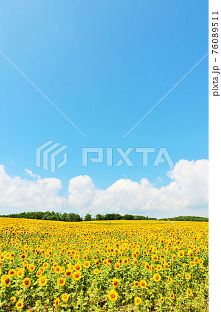 北海道 夏の青空とひまわり畑の写真素材