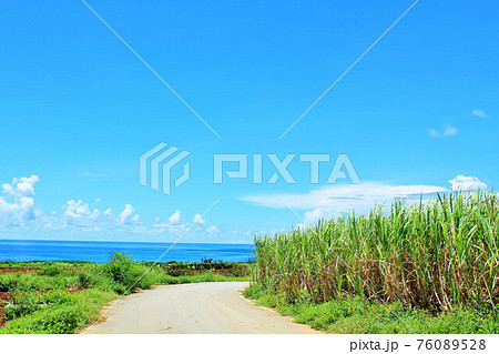 沖縄 青空とサトウキビ畑の風景 沖縄 青空とサトウキビ畑の風景 76089528