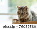 Homeless kitten in box 76089580