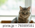 Homeless kitten in box 76089581