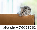 Homeless kitten in box 76089582
