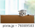 Homeless kitten in box 76089583