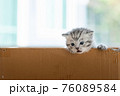 Homeless kitten in box 76089584
