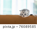 Homeless kitten in box 76089585