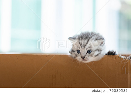Homeless kitten in box Homeless kitten in box 76089585