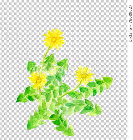 水彩:野に咲くタンポポ 花 春 白バック コピースペースあり 水彩:野に咲くタンポポ 花 春 白バック コピースペースあり 76089627