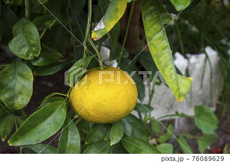 木に実った柑橘 76089629