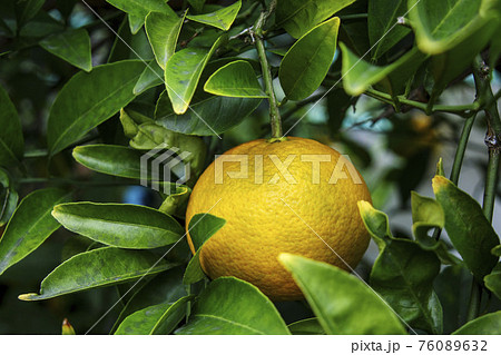 木に実った柑橘 木に実った柑橘 76089632