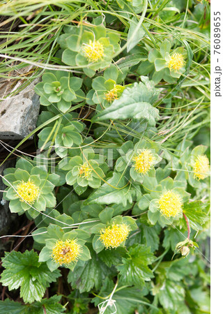 南アルプスのイワベンケイ 南アルプスのイワベンケイ 76089655