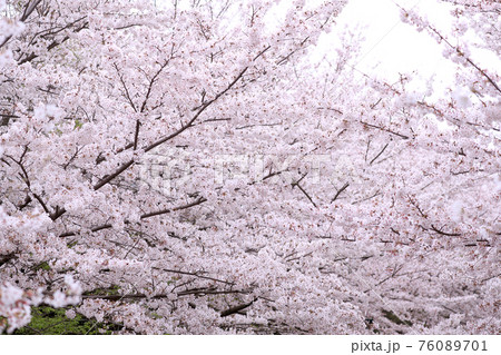 満開の桜 76089701