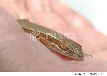 ニホンカナヘビのハンドリング ニホンカナヘビのハンドリング 76089843