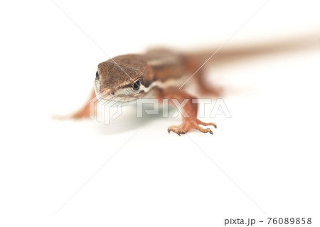 白背景のニホンカナヘビ 76089858