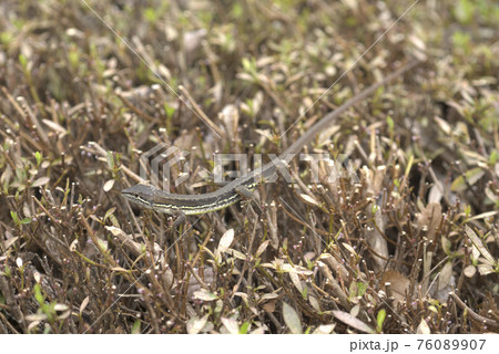 ニホンカナヘビ 76089907