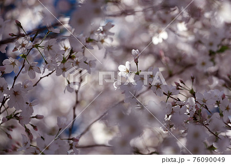 満開の桜 満開の桜 76090049