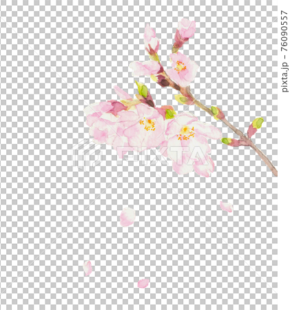 水彩 散り際の桜 桜吹雪 さくら 陽光桜 満開 花 素材 白バック Png コピースペースのイラスト素材 水彩 散り際の桜 桜吹雪 さくら 陽光桜 満開 花 素材 白バック Png コピースペースのイラスト素材