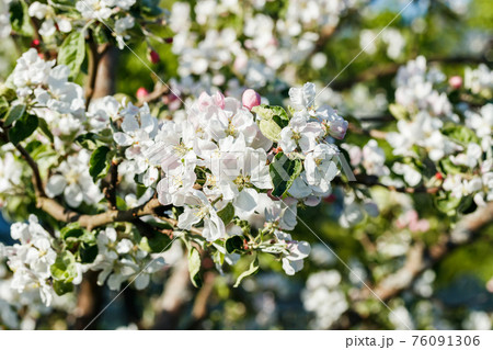 Apple blossom in the garden on spring Apple blossom in the garden on spring 76091306