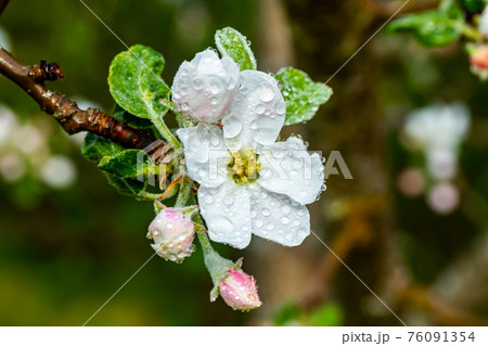 Apple blossom with raindrops in the garden on spring 76091354