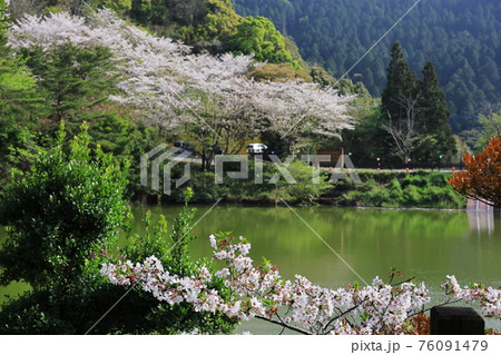 桜咲く春の観音ヶ池市民の森 76091479