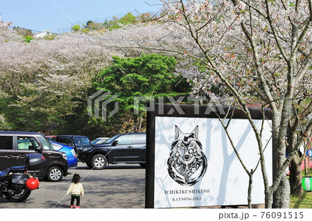 桜咲く春の観音ヶ池市民の森 桜咲く春の観音ヶ池市民の森 76091515