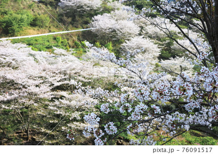 桜咲く春の観音ヶ池市民の森 桜咲く春の観音ヶ池市民の森 76091517