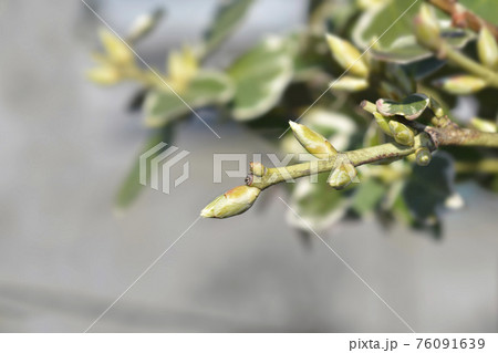 Wintercreeper Emerald Gaiety 76091639