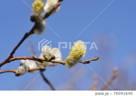 Curly locks willow 76091640