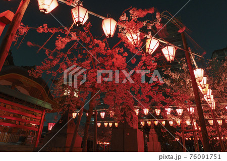土佐稲荷神社　夜桜　ライトアップ　夜桜献燈【大阪市西区】 76091751