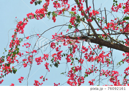 Bougainvillea or paper flower 76092161