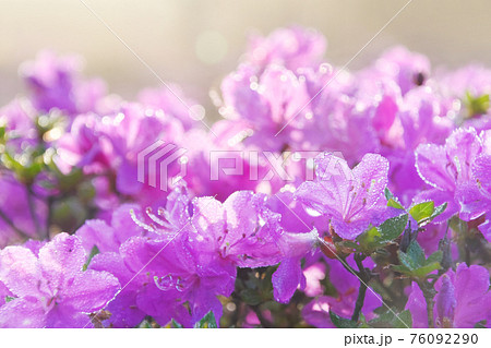 朝露のミヤマキリシマ 76092290