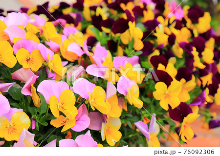 お庭のガーデニング カラフルな二色咲きのパンジー ビオラの写真素材