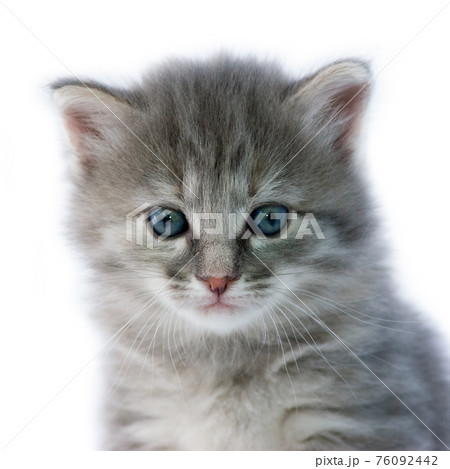 Kitten Kitten 76092442