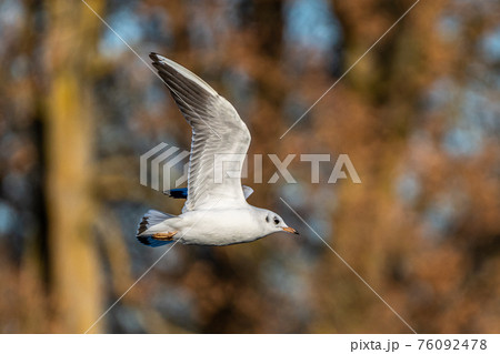 The European Herring Gull, Larus argentatus is a large gull 76092478