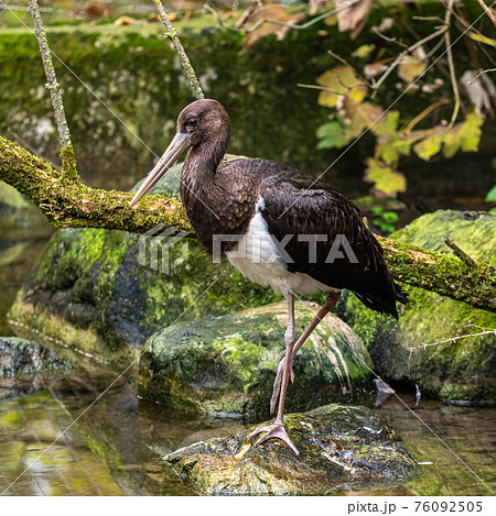 Black stork, Ciconia nigra in a german nature park Black stork, Ciconia nigra in a german nature park 76092505