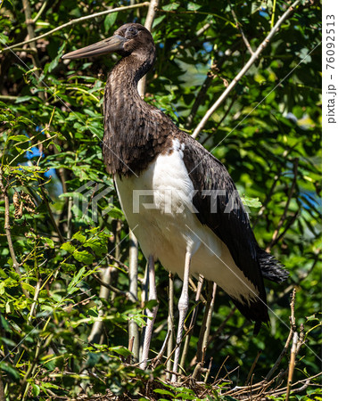 Black stork, Ciconia nigra in a german nature park 76092513
