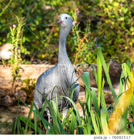 The Blue Crane, Grus paradisea, is an endangered bird 76092517