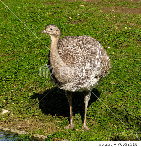 Darwin's rhea, Rhea pennata also known as the lesser rhea. 76092518