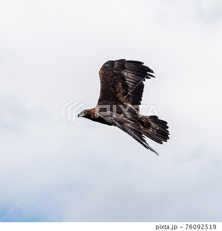 Golden eagle, Aquila chrysaetos sitting on a branch 76092519