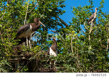 Black stork, Ciconia nigra in a german nature park 76092520