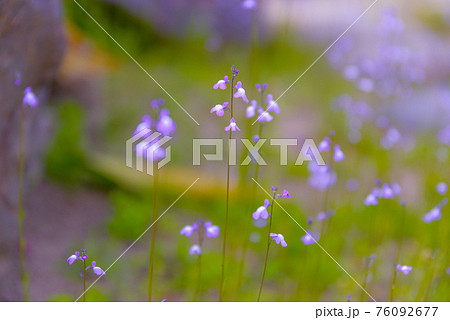 マツバウンラン-21　初夏の妖精 76092677