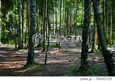 Sunny day in the forest. Sunny day in the forest. 76092725