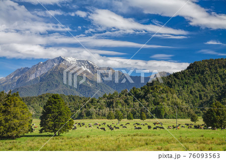 Cattle farm in New Zealand Cattle farm in New Zealand 76093563