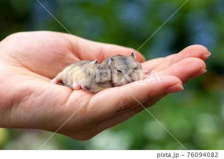 Hamster pups on  palm 76094082