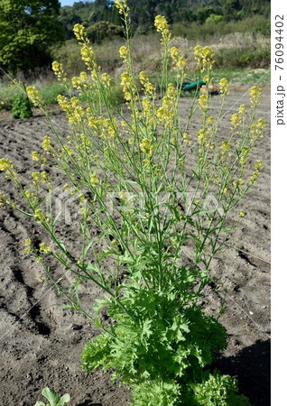 ワサビナの花 ワサビナの花 76094402